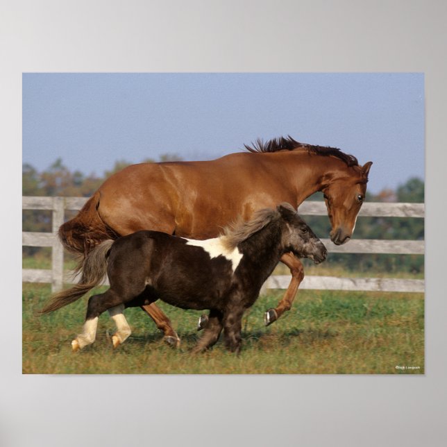 Bob Langrish | Thoroughavin and Shetland Pony Poster (Framsidan)