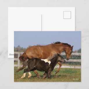 Bob Langrish Thoroughavin and Shetland Pony Vykort