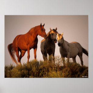 Bob Langrish Three Arab Horses på Sunset Poster