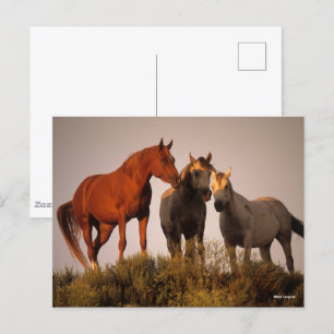 Bob Langrish Three Arab Horses på Sunset Vykort