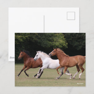 Bob Langrish Three Arab Horses Running Together Vykort