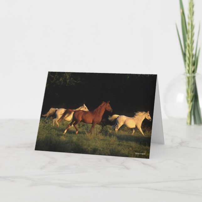 Bob Langrish Three Arabs springer i kvällsljus Kort (Framsida)