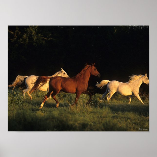 Bob Langrish Three Arabs springer i kvällsljus Poster (Framsidan)