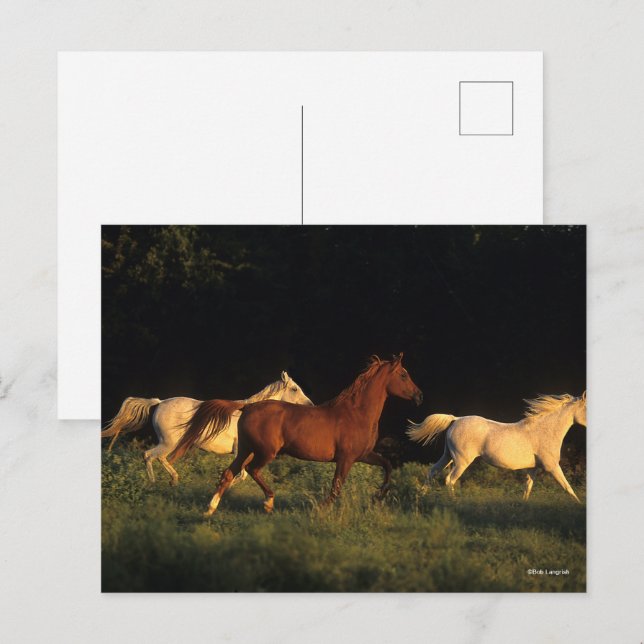 Bob Langrish Three Arabs springer i kvällsljus Vykort (Fram/baksida)