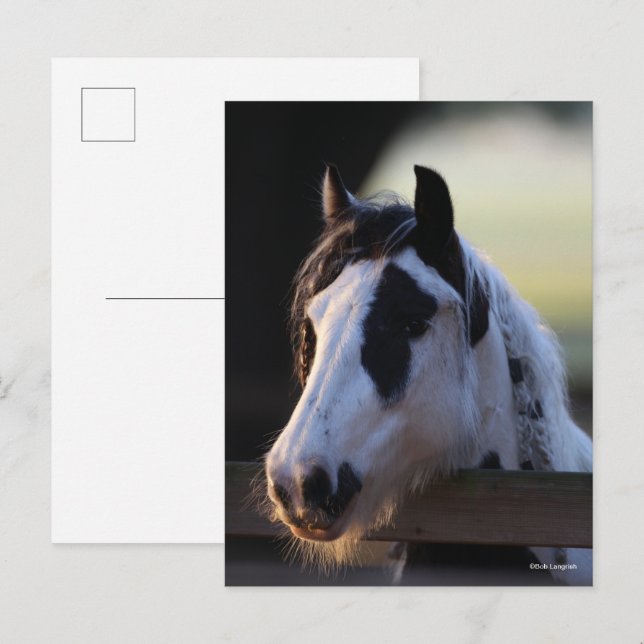 Bob Langrish | tittar av zigenare över stängsel Vykort (Fram/baksida)