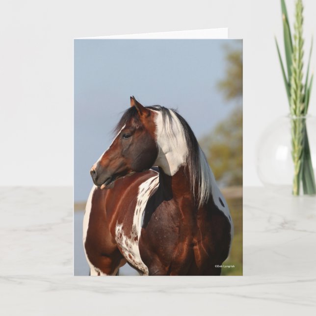 Bob Langrish Tobiano Paint Horse Stallion headshot Kort (Framsida)