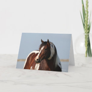 Bob Langrish Tobiano Paint Horse Stallion Headshot Kort