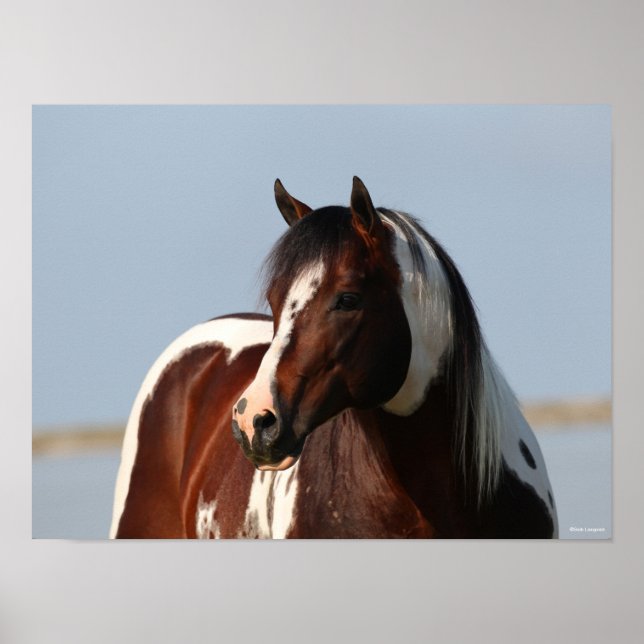 Bob Langrish Tobiano Paint Horse Stallion Headshot Poster (Framsidan)
