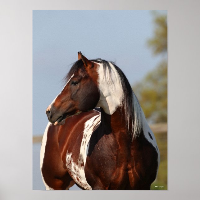 Bob Langrish Tobiano Paint Horse Stallion headshot Poster (Framsidan)