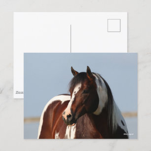 Bob Langrish Tobiano Paint Horse Stallion Headshot Vykort