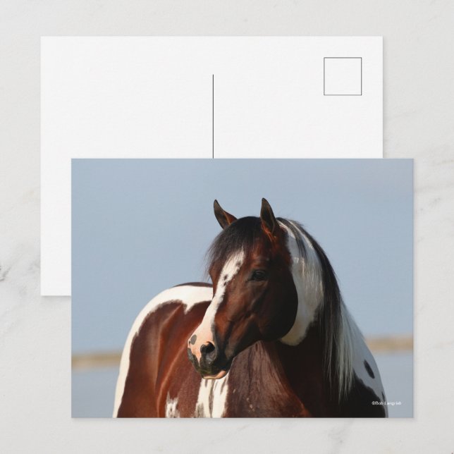 Bob Langrish Tobiano Paint Horse Stallion Headshot Vykort (Fram/baksida)