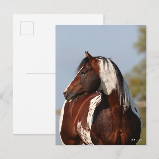Bob Langrish | Tobiano Paint Stallion Headshot Vykort (Fram/baksida)