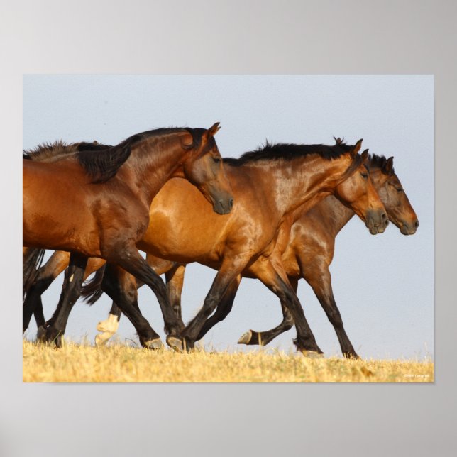 Bob Langrish | Tre Andalusiska mares Running Poster (Framsidan)