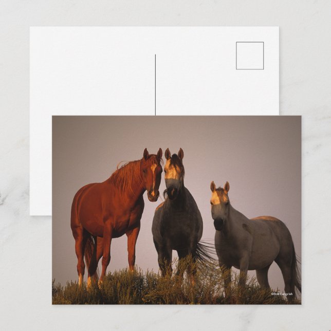 Bob Langrish | Tre araber stående i solnedgången Vykort (Fram/baksida)