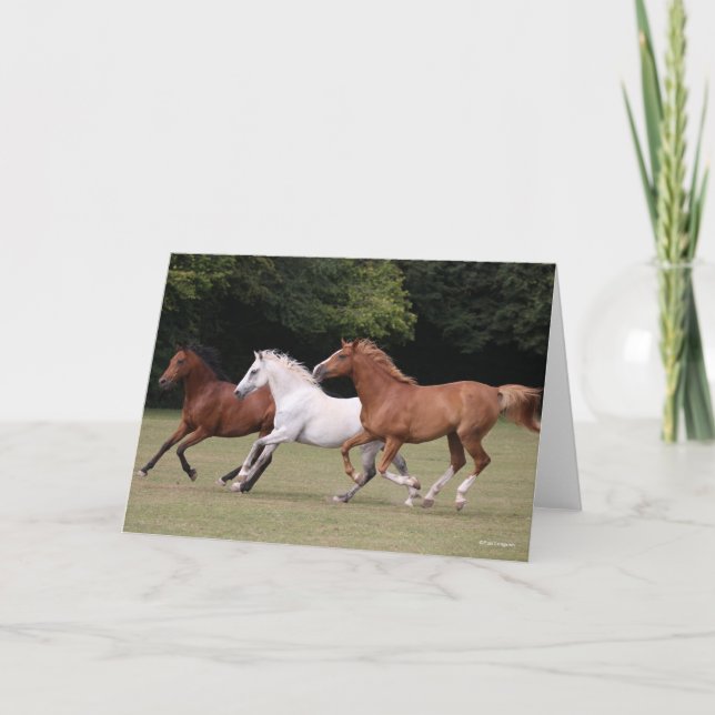 Bob Langrish | Tre arabiska hästar som går samman Kort (Framsida)