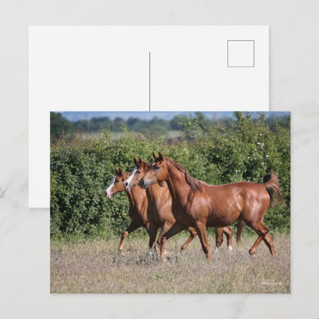 Bob Langrish | Tre arabiska kastanjor tillsammans Vykort (Fram/baksida)