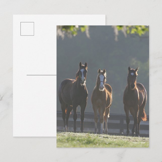 Bob Langrish | Tre fjärdedelar av hästarna Youngst Vykort (Fram/baksida)