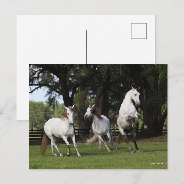 Bob Langrish | Tre Grått Andalusiker Leaping Vykort (Fram/baksida)