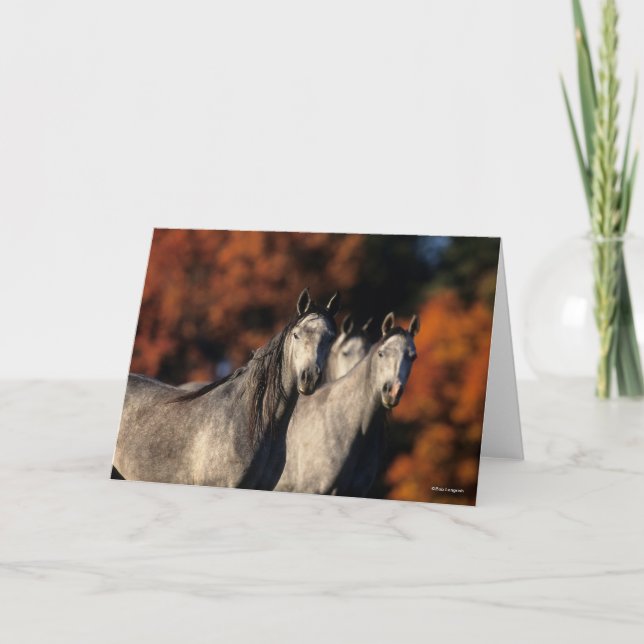 Bob Langrish | Tre Grått Arabs stående tillsammans Kort (Framsida)