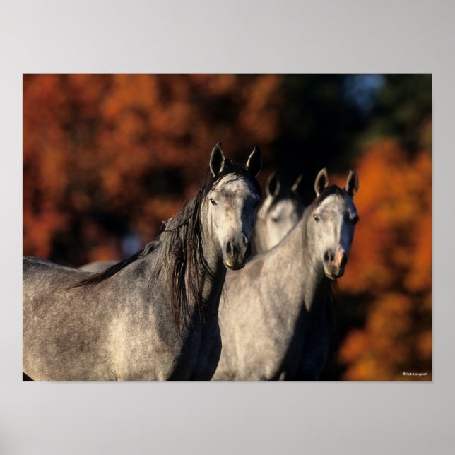 Bob Langrish | Tre Grått Arabs stående tillsammans Poster (Framsidan)