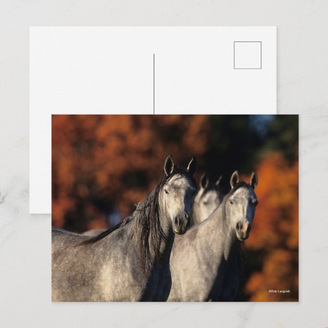 Bob Langrish | Tre Grått Arabs stående tillsammans Vykort (Fram/baksida)