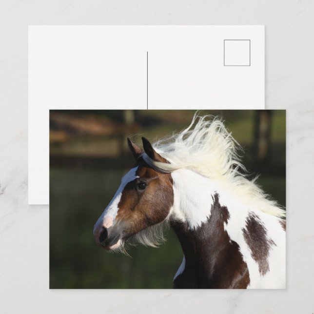 Bob Langrish | Trumhorshögskott Vykort (Fram/baksida)