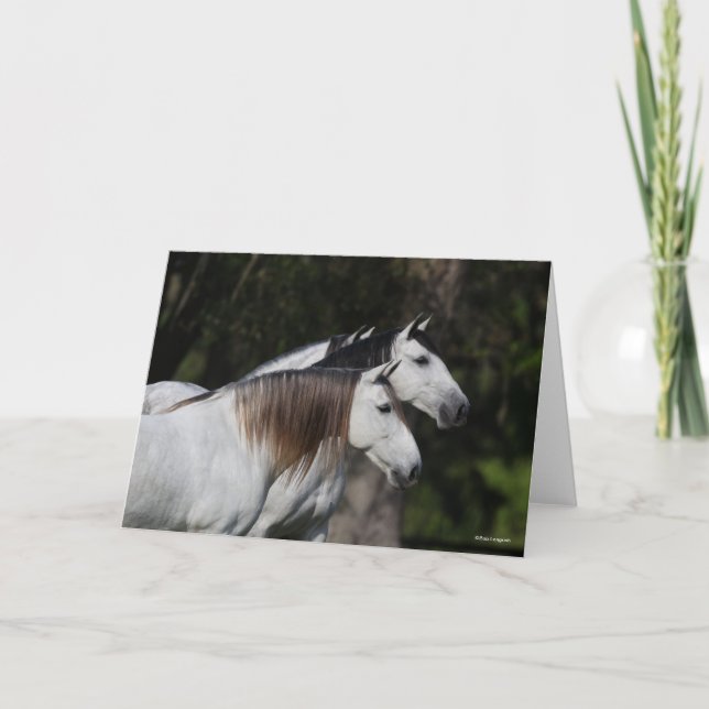 Bob Langrish | Två andalusiker står enade Kort (Framsida)