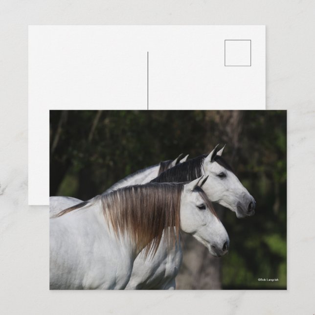 Bob Langrish | Två andalusiker står enade Vykort (Fram/baksida)