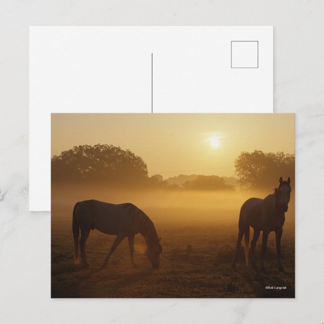 Bob Langrish två araber står i dimma vid soluppgån Vykort (Fram/baksida)