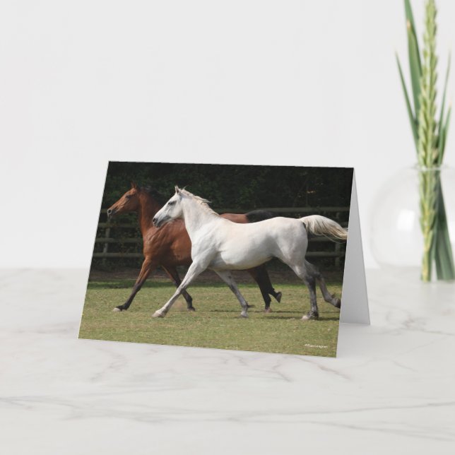 Bob Langrish | Två arabiska hästar som rinner samm Kort (Framsida)