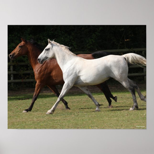 Bob Langrish | Två arabiska hästar som rinner samm Poster (Framsidan)