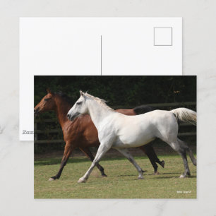 Bob Langrish   Två arabiska hästar som rinner samm Vykort
