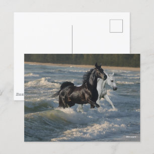 Bob Langrish   Två arabiska hästar som vandrar i h Vykort