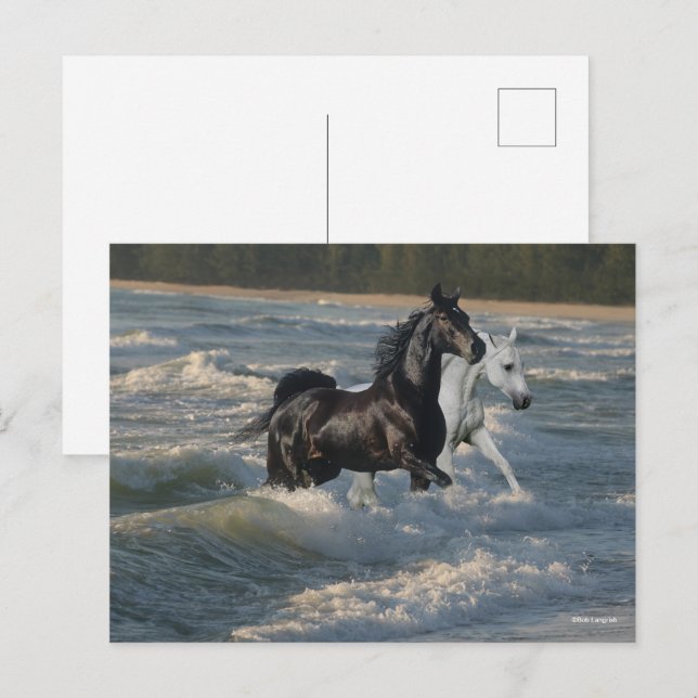 Bob Langrish | Två arabiska hästar som vandrar i h Vykort (Fram/baksida)