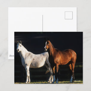 Bob Langrish   Två arabiska markeringar i solljus Vykort