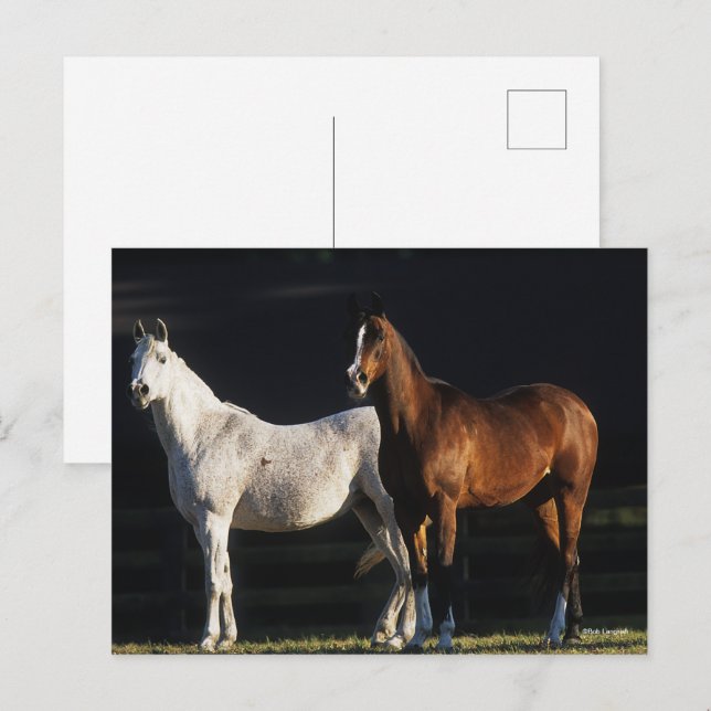 Bob Langrish | Två arabiska markeringar i solljus Vykort (Fram/baksida)