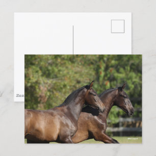 Bob Langrish   Två bruna Andalusiska hästar som gå Vykort