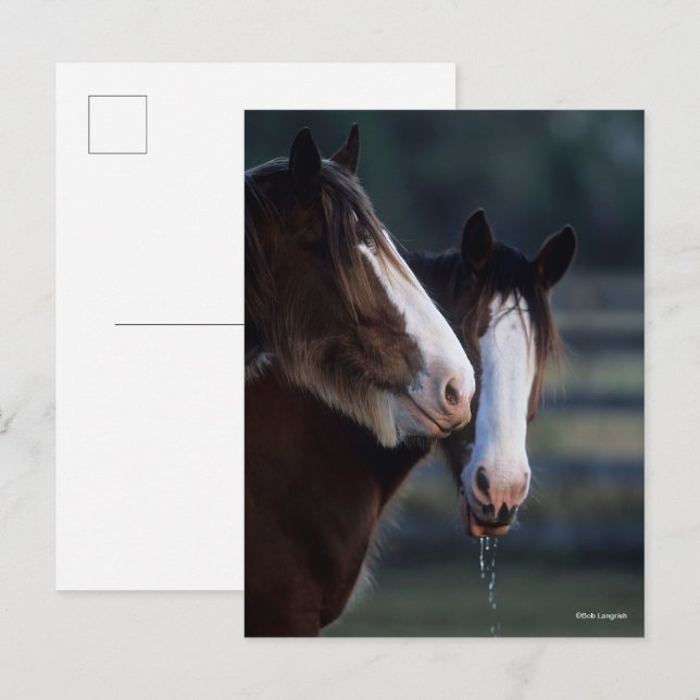 Bob Langrish | Två Clydesdale-hästar ansiktsbild Vykort (Fram/baksida)