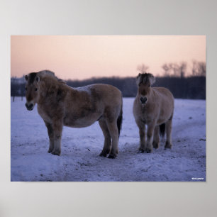Bob Langrish Två fjordshästar i Snö Poster
