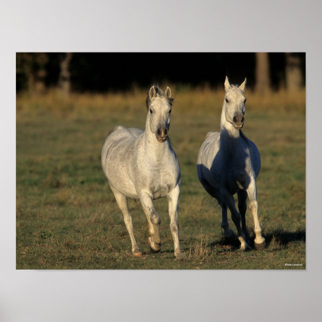 Bob Langrish | Två Grått Arabs fungerar tillsamman Poster (Framsidan)