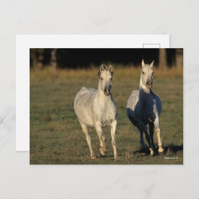 Bob Langrish | Två Grått Arabs fungerar tillsamman Vykort (Fram/baksida)