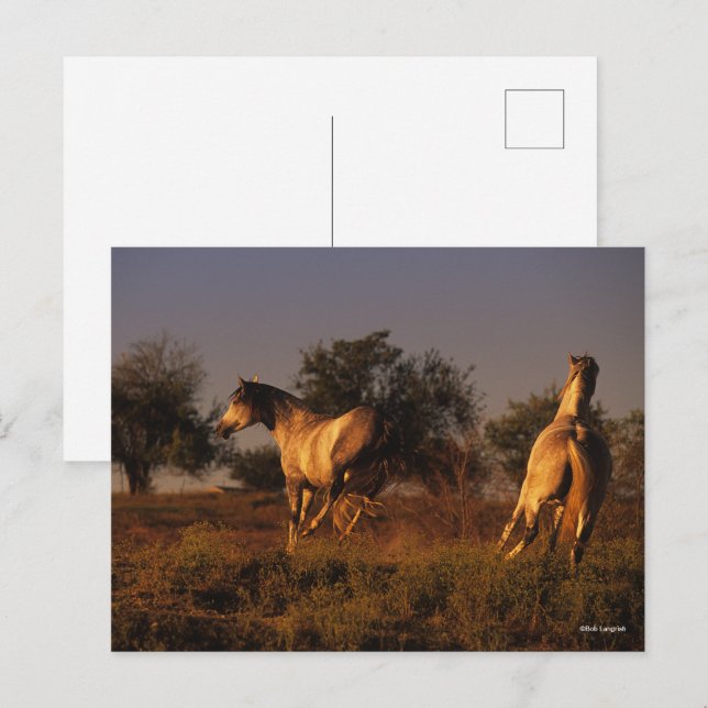 Bob Langrish | Två hästar i solnedgång Vykort (Fram/baksida)