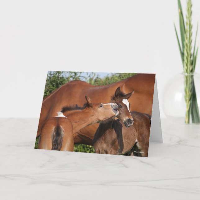 Bob Langrish | Två irländska hästfåglar för sport Kort (Framsida)