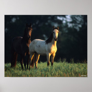 Bob Langrish Två Kiger Mustangs ständiga Poster