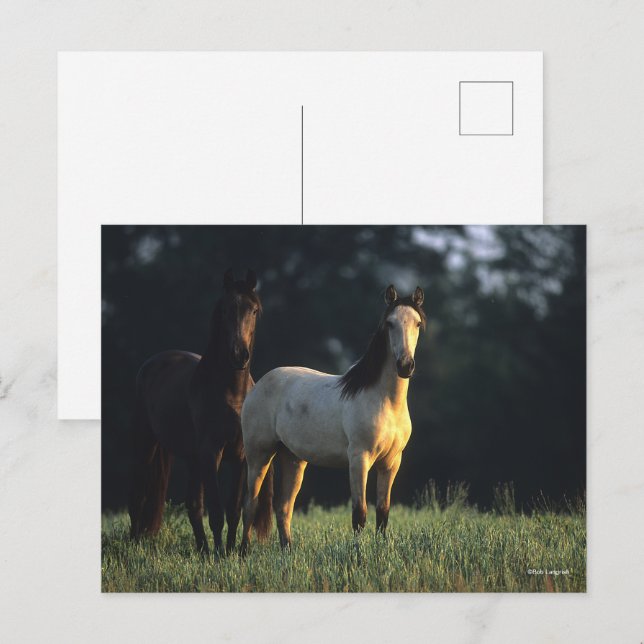 Bob Langrish | Två Kiger Mustangs ständiga Vykort (Fram/baksida)