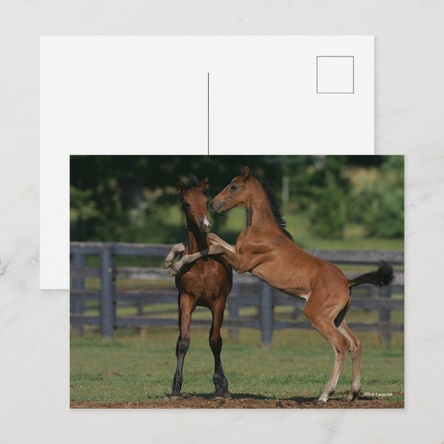 Bob Langrish | Två Morgan Foals spelar Vykort (Fram/baksida)