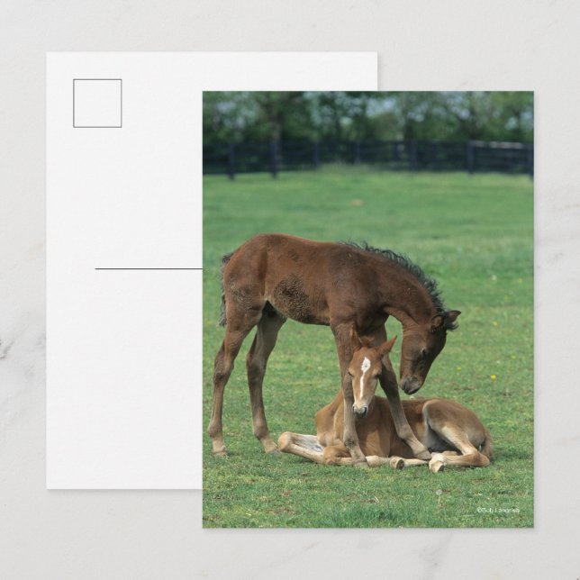 Bob Langrish | Två Morgan Horse Foals spelar Vykort (Fram/baksida)