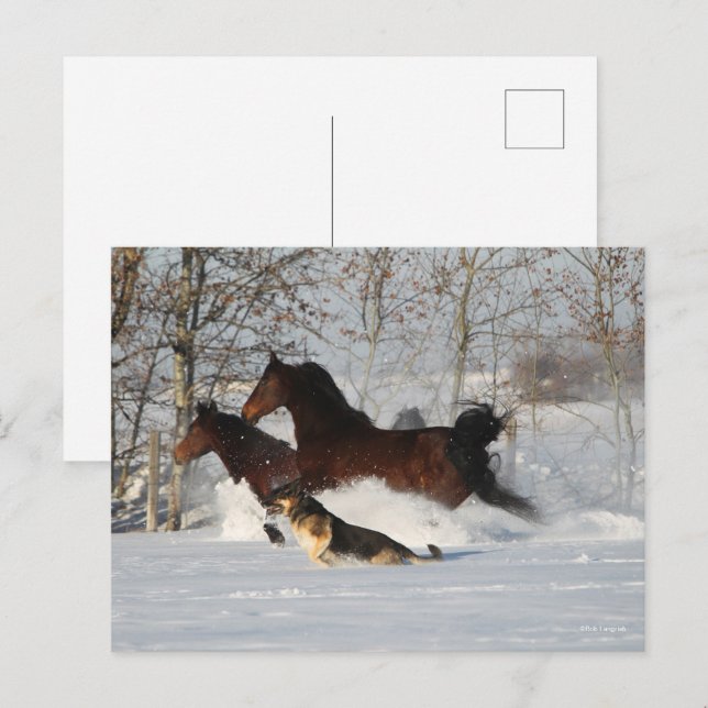 Bob Langrish | Två Morgan Horses och Hund i Snö Vykort (Fram/baksida)