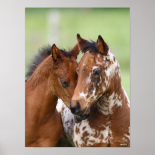 Bob Langrish Två möten med Appaloosa-förekomster Poster