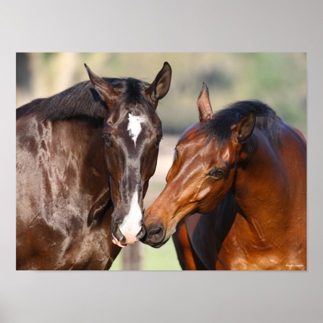 Bob Langrish | Två möten med Kanadas Sport Horses Poster (Framsidan)